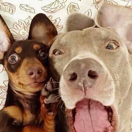 exhibitors choice dog food