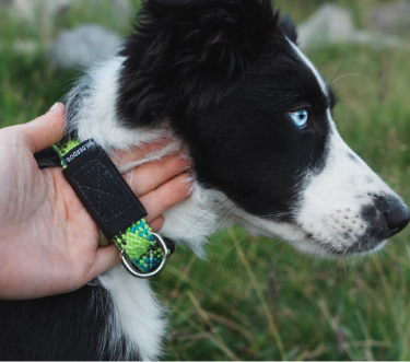 Wilderdog Lime Reflective Collar Small