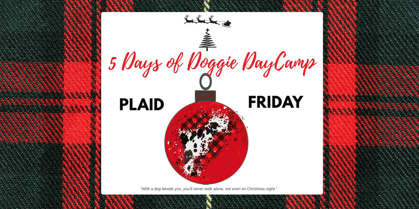 Plaid Friday Deals - 5 days of Doggie DayCamp