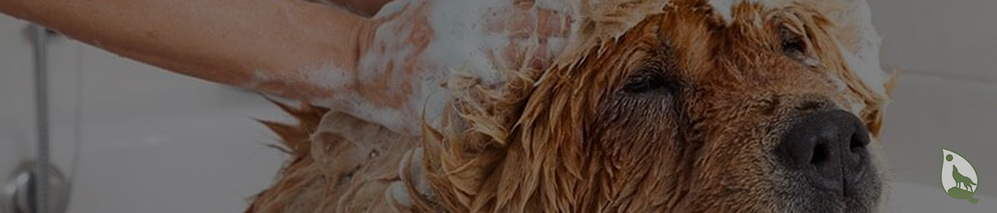 background banner