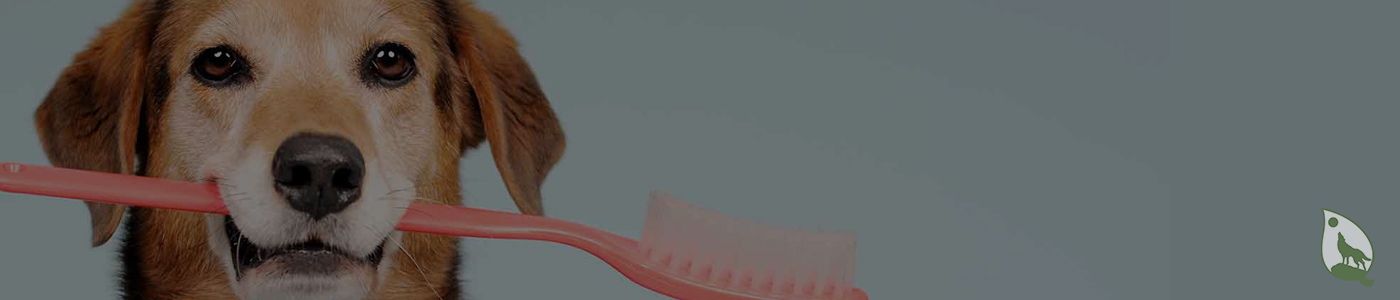 background banner