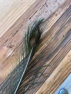 go cat peacock eye feather