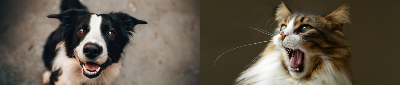 background banner