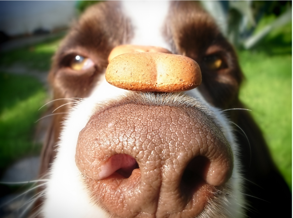 Dog Treats