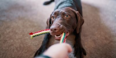 Dog Toys