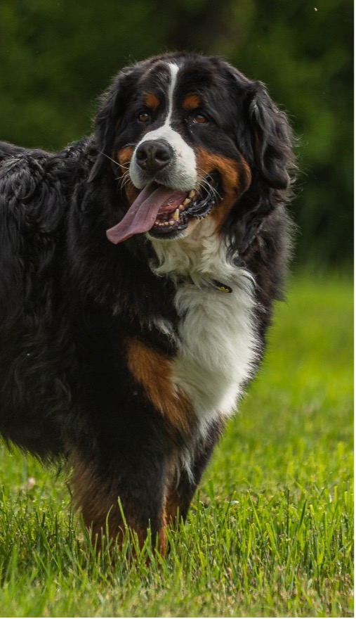 Barça, Age 5, Bernese Mountain Dog