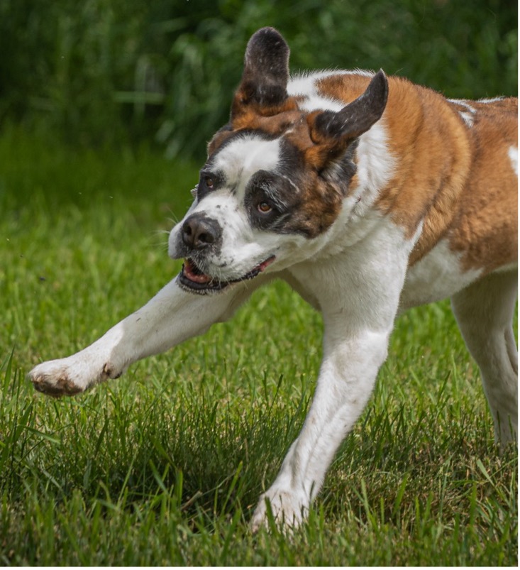 Bea Age 3, Saint Bernard