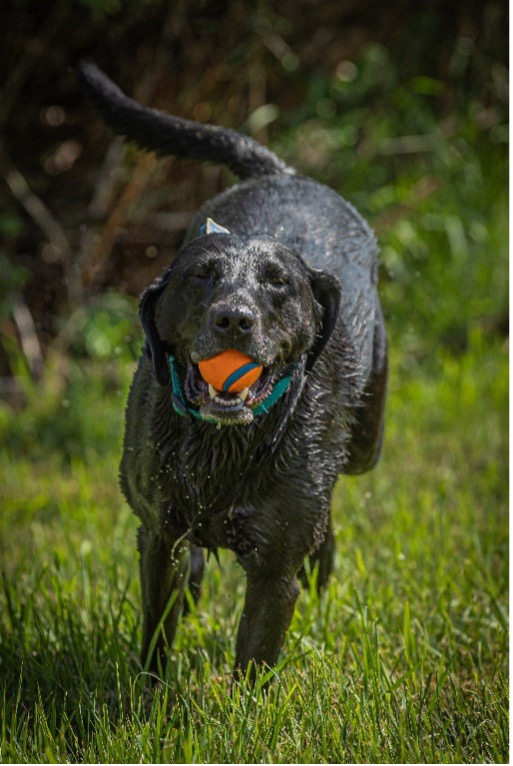 Blue Sapphire, Age 6, Labrador Retriever