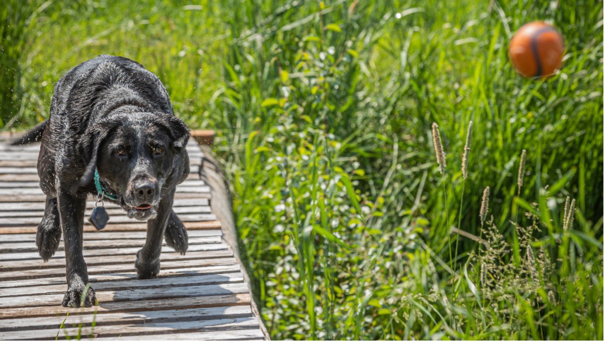 Blue Sapphire, Age 6, Labrador Retriever