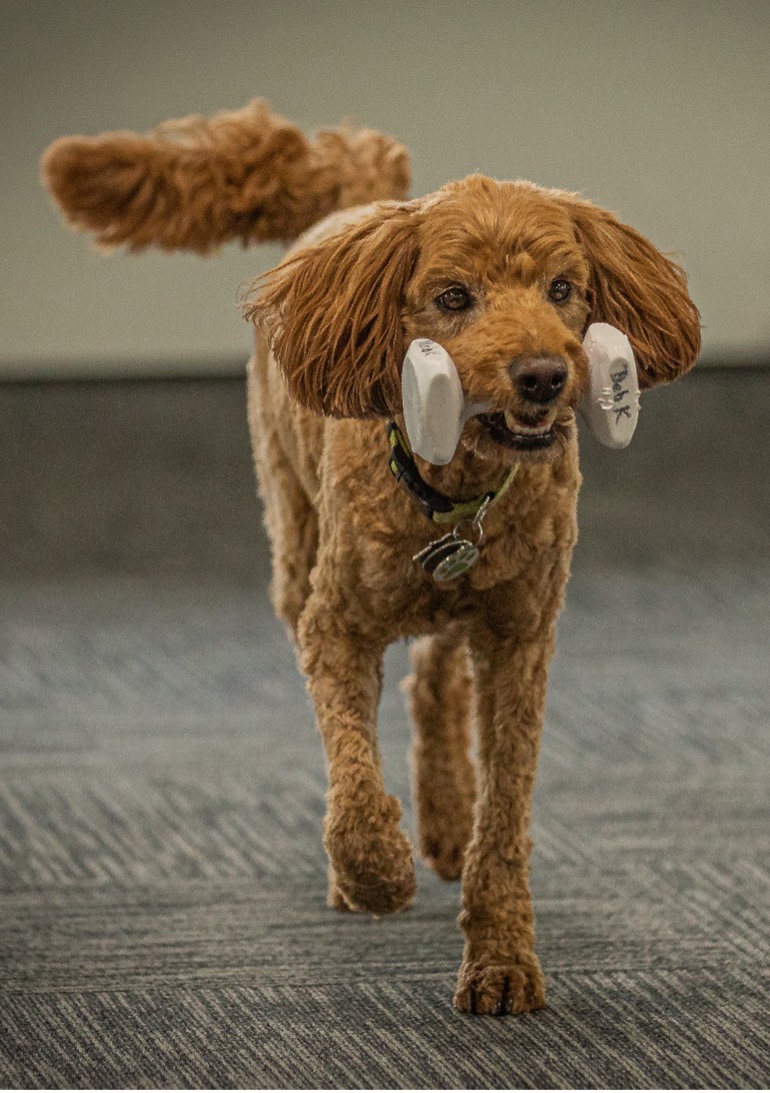 Boone, Age 2, Standard Poodle