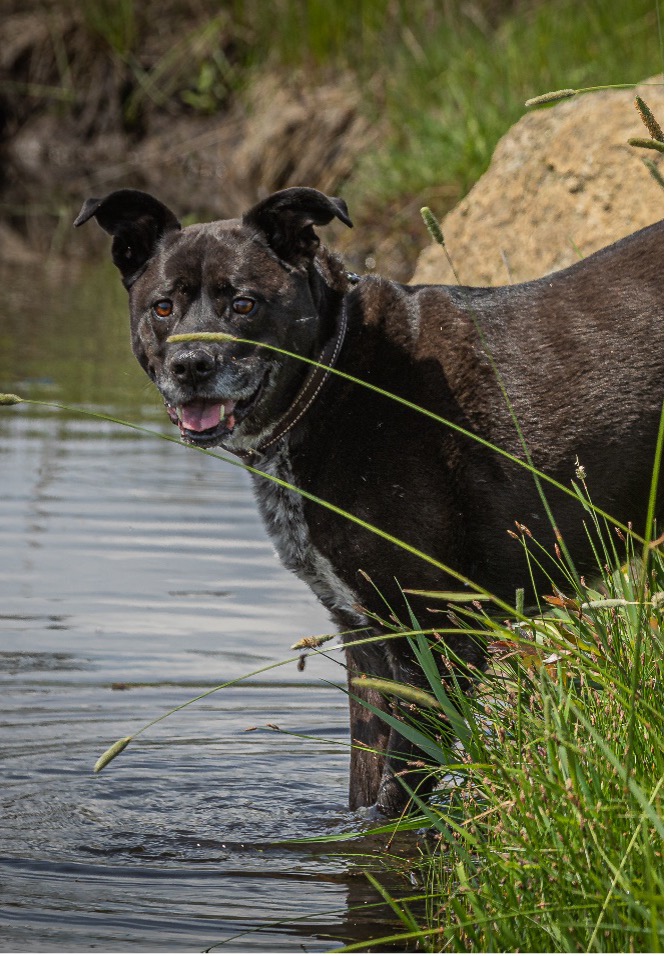 Boots, Age 9, Mixed Breed