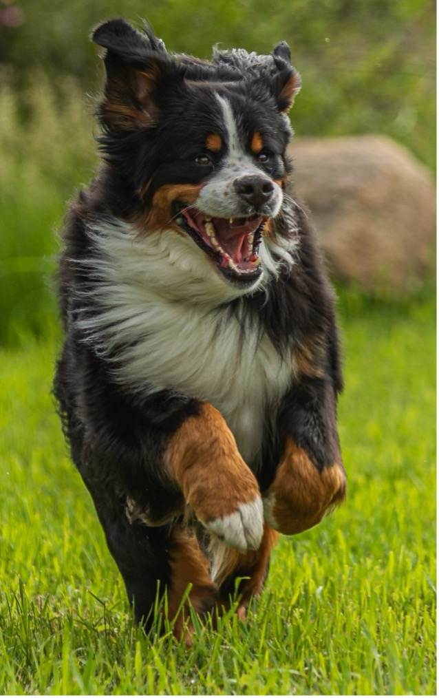 Casa, Age 4, Bernese Mountain Dog