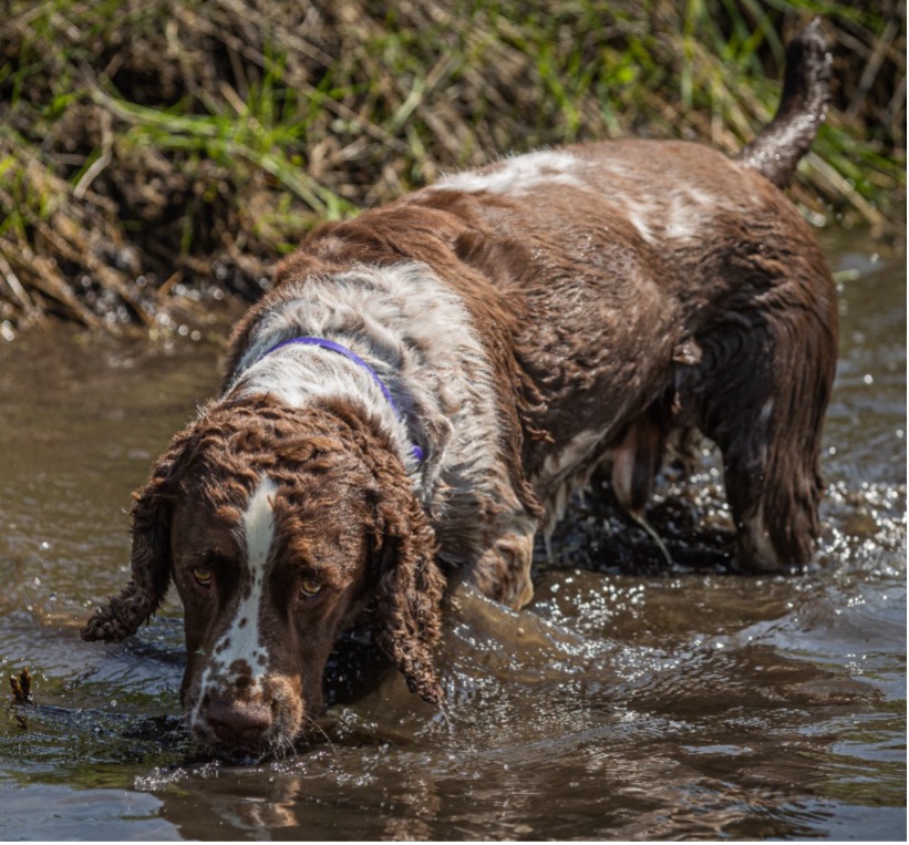 Jimmy, Age 7, Golden Retriever