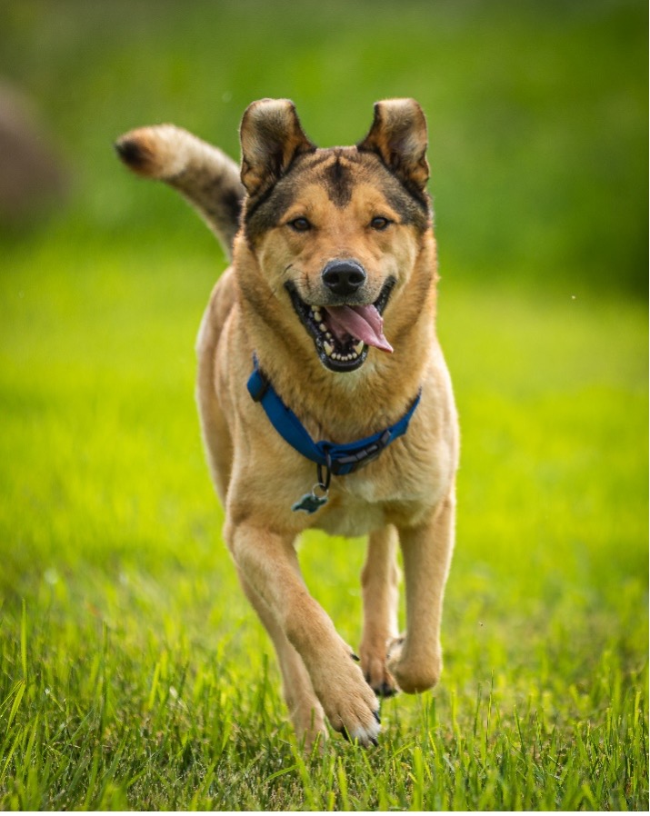 Drew, Age 4, Mixed Breed