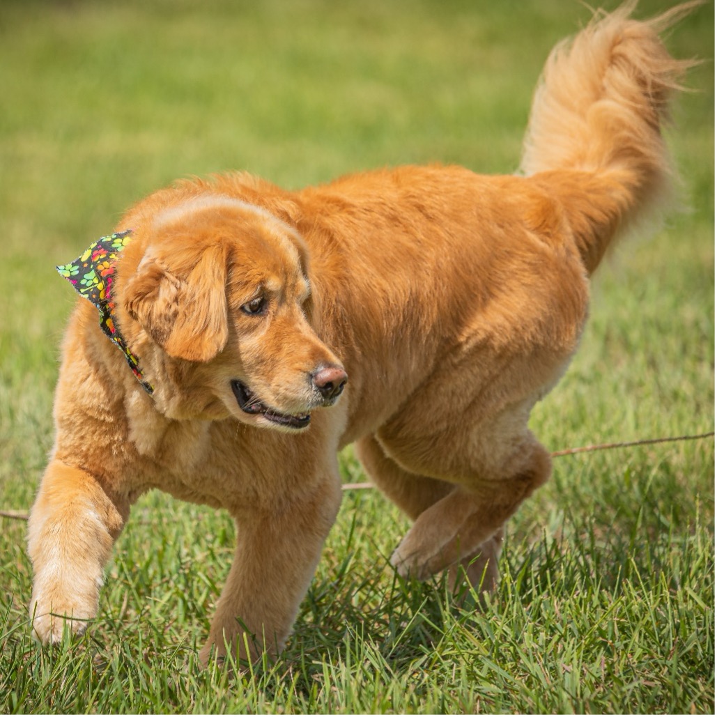Grace, Age 6, Golden Retriever