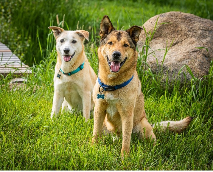 Josie & Drew - Mixed Breed
