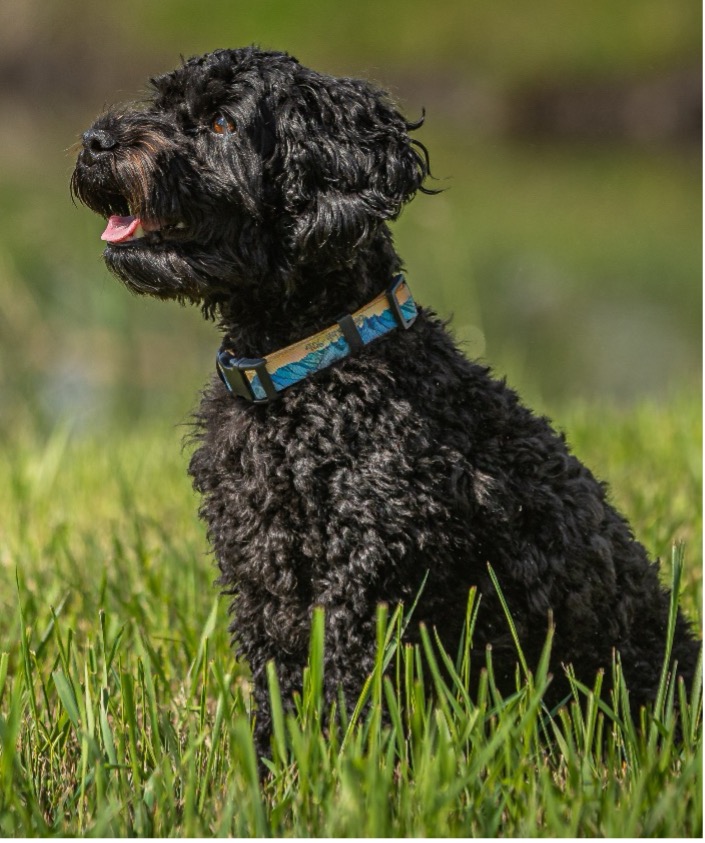 Juniper, Age 22 months, Australian Cobberdog