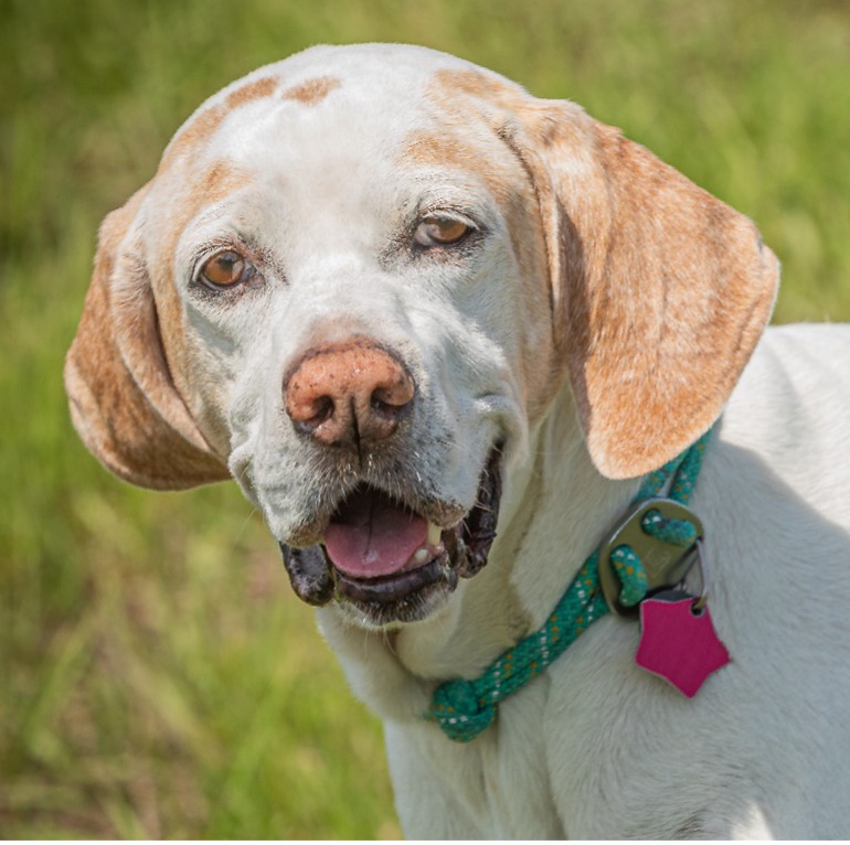 Katie, Age 10, English Pointer