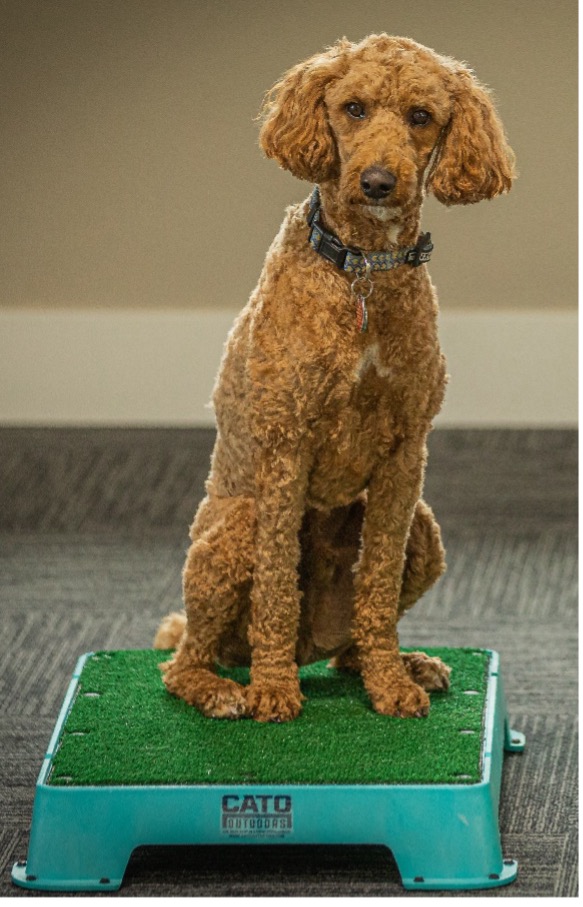 Luke, Age 8, Labradoodle