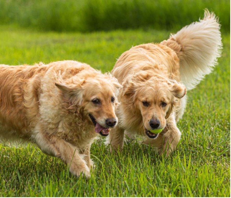 Molly & Bella, Golden Retriever