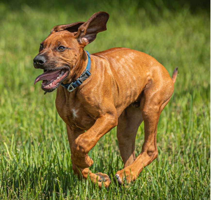Obi Aza, Age 6 months, Rhodesian Ridgeback
