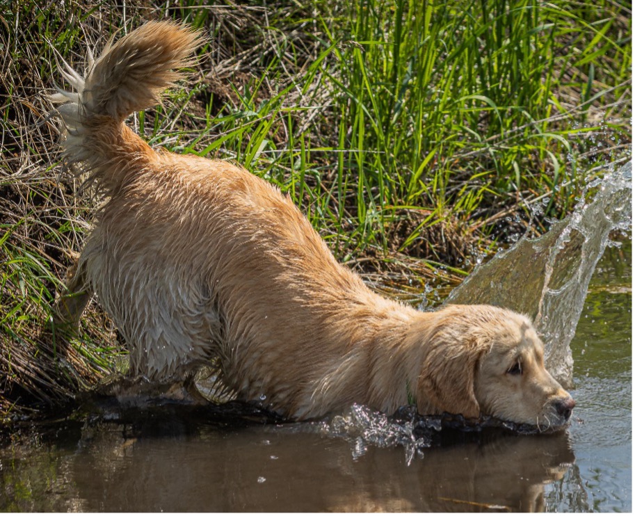 Scarlett, Age 2, Golden Retriever