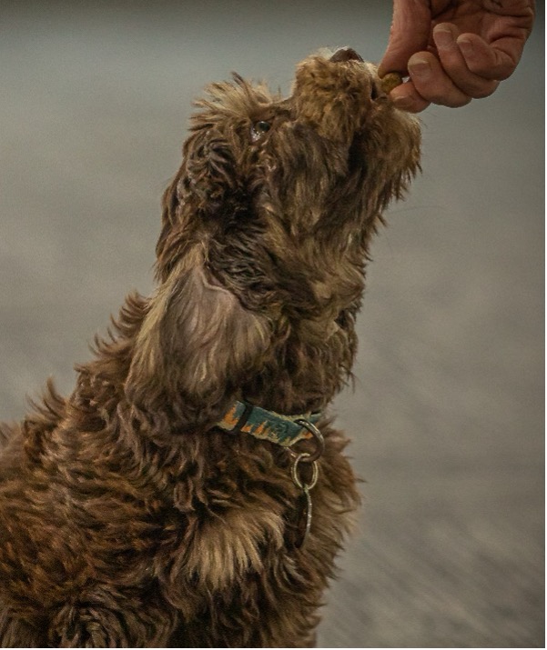 Silas, Age 4 months, Australian Labradoodle