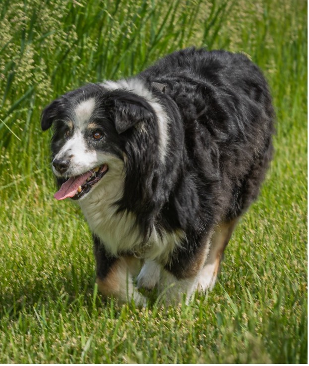 Whiskey Rose, Age 10, Australian Shepherd