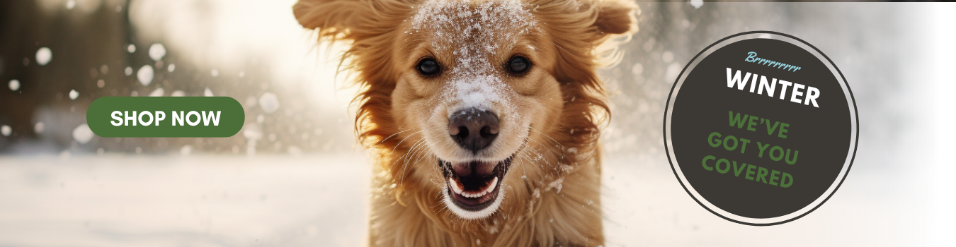 pic of dog in the snow