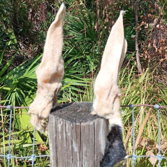 DGH Hairy Lamb Ear, 1-ea