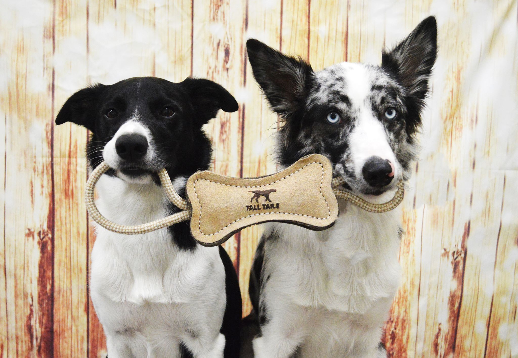 Dog Toys