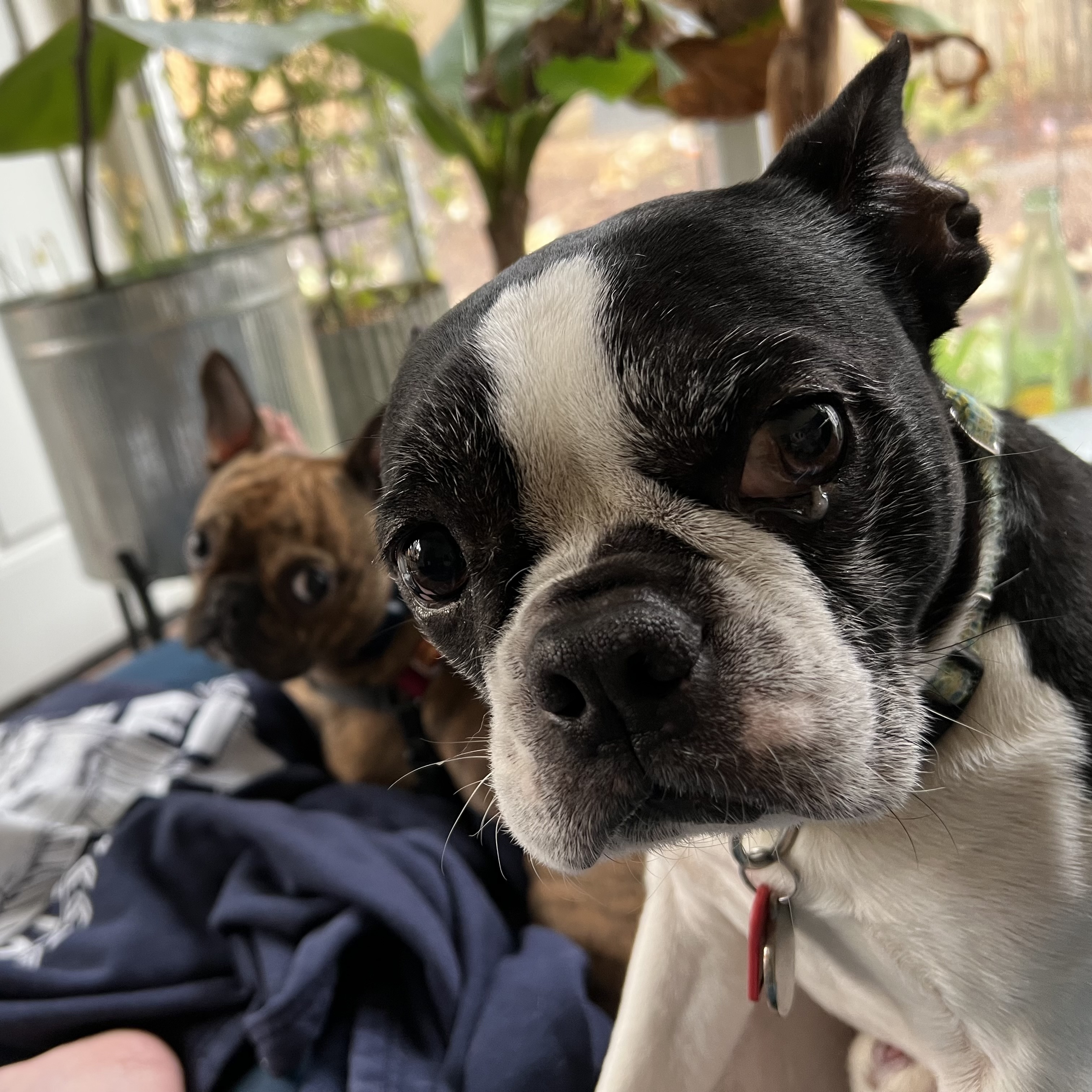 Two dogs looking at the camera