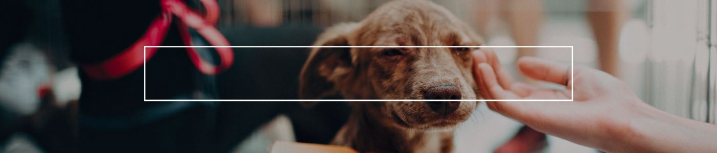 background banner