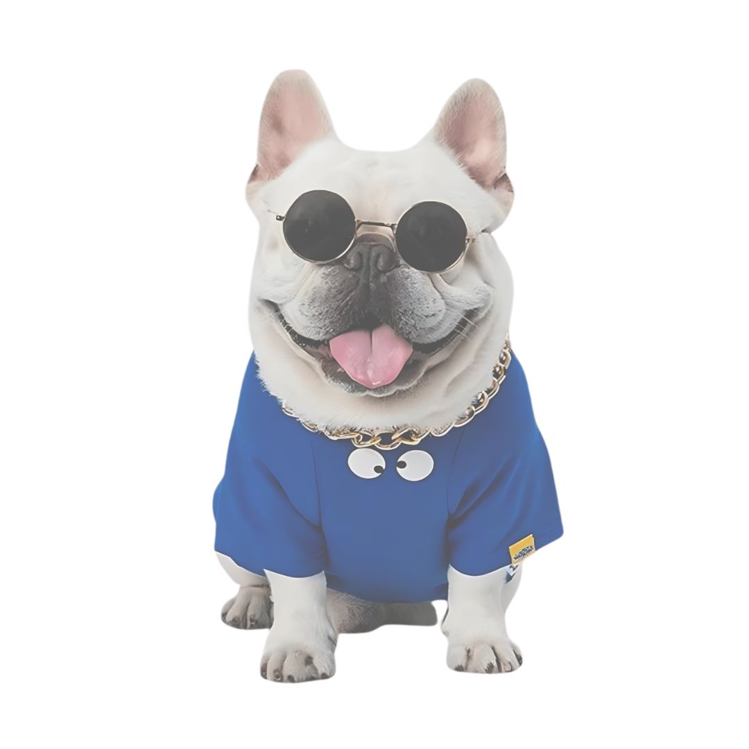 Groomed Frenchie