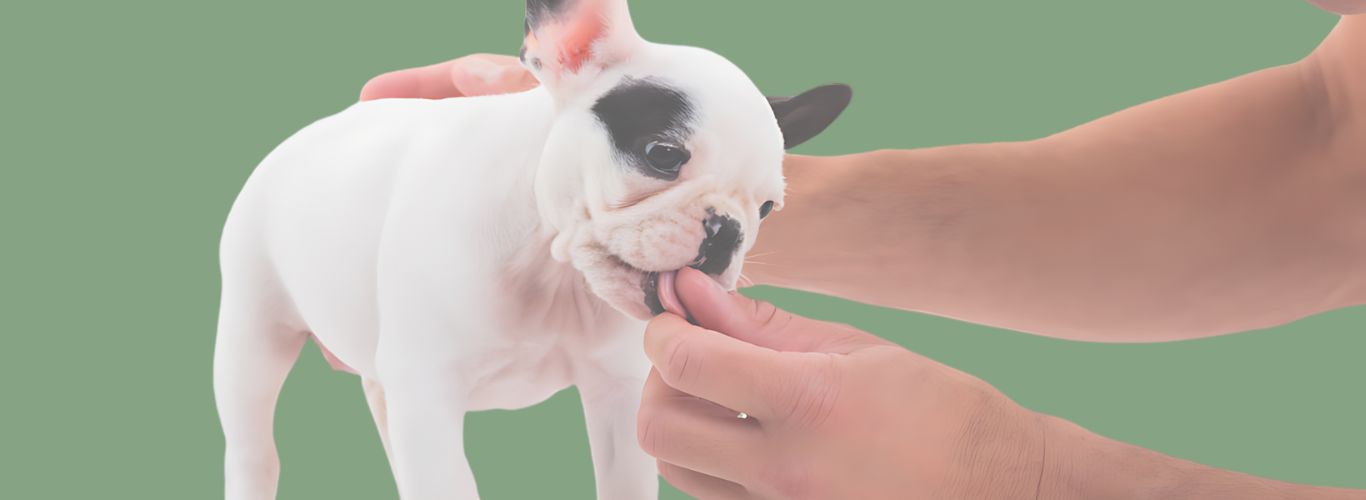 Fear Free Frenchie