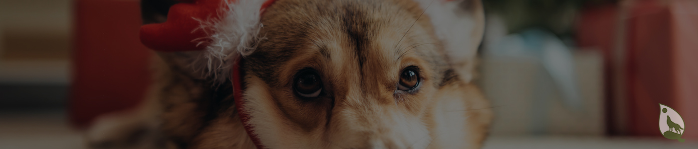 background banner