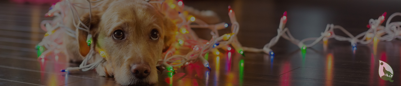 background banner