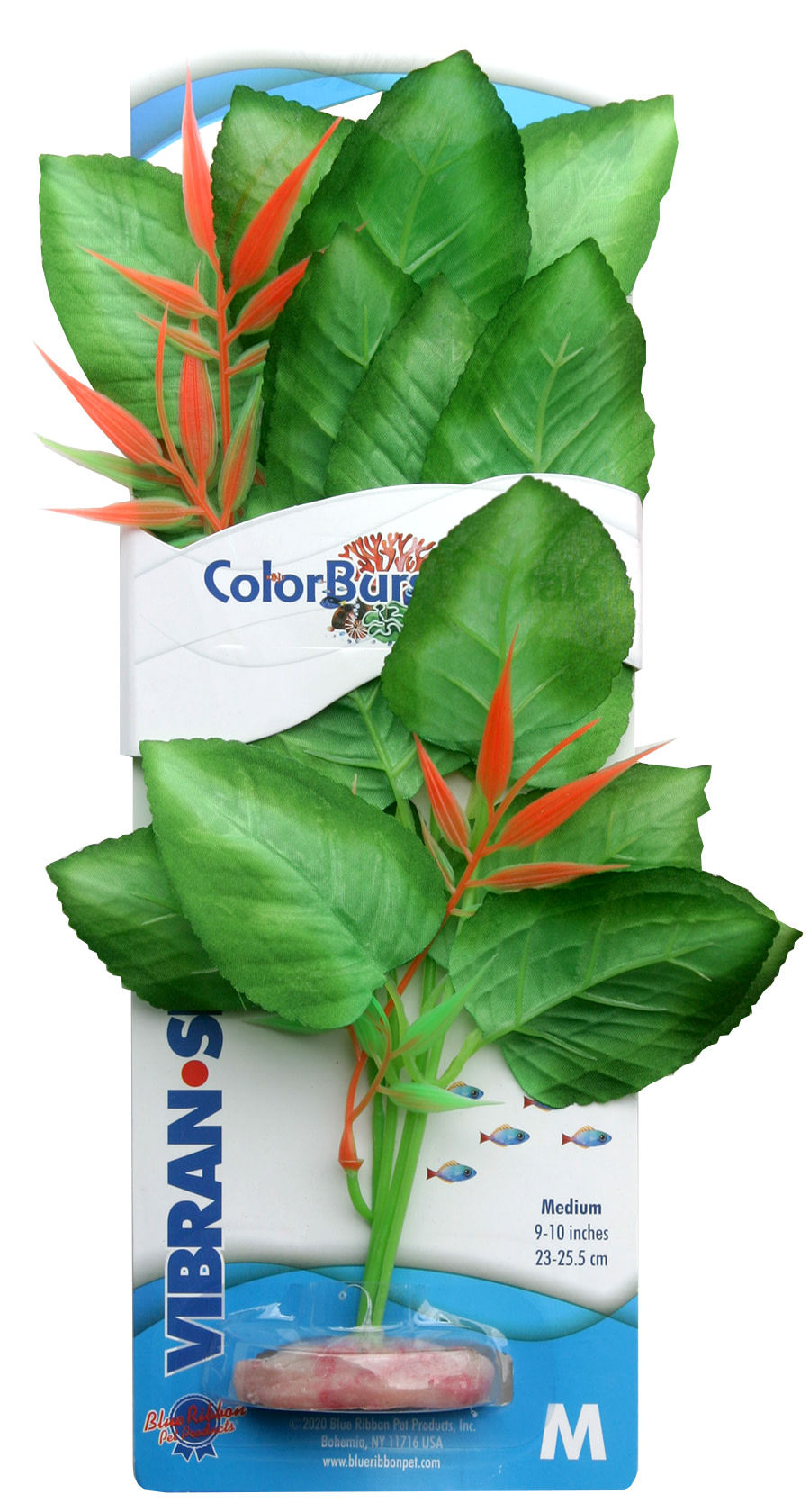 BLE PLANT MARSHWOOD GRN MD