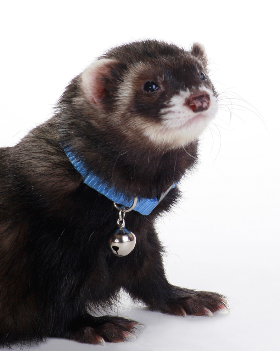 MP FERRET BELL COLLAR BLUE