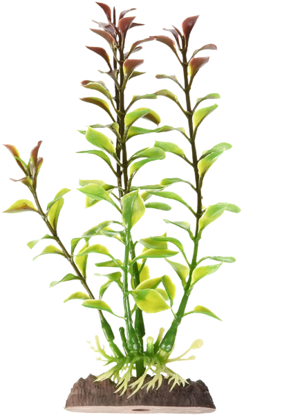 PP BLOOMING LUDWIGIA PLANT