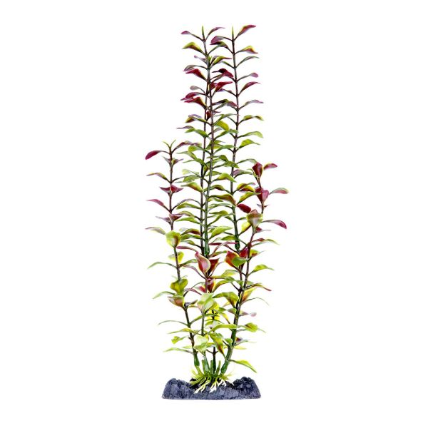 BLOOMING LUDWIGIA RED HEAVY WT