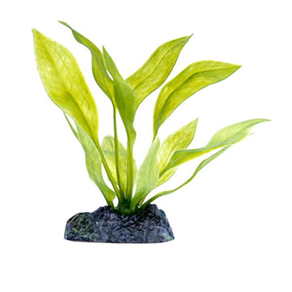 PP PLANTS AMZON SWORD SM
