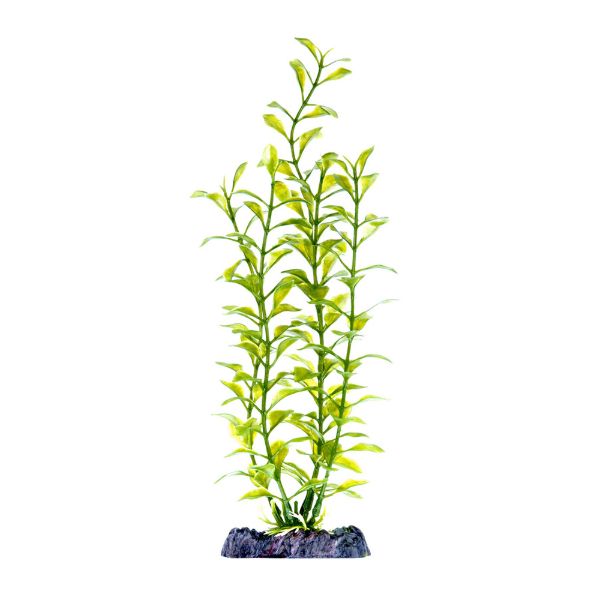 BLOOMING LUDWIGIA HEAVY WEIGHT 11"