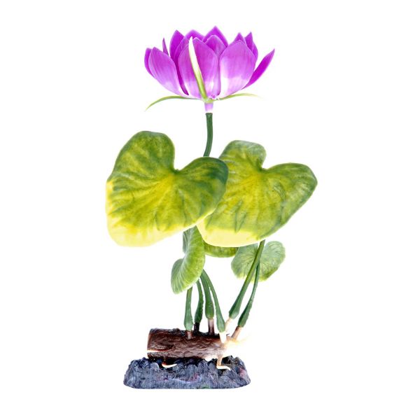 WATER LILY WHITE MEDIUM PLANT