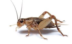 CRICKETS