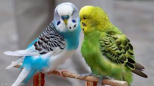 PET PARAKEET