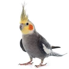 PET COCKATIEL HANDFED
