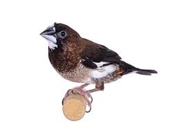 PET SOCIETY FINCH