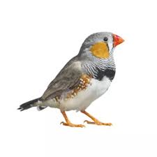 PET ZEBRA FINCH