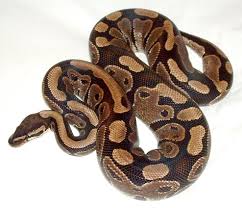 PET BALL PYTHON